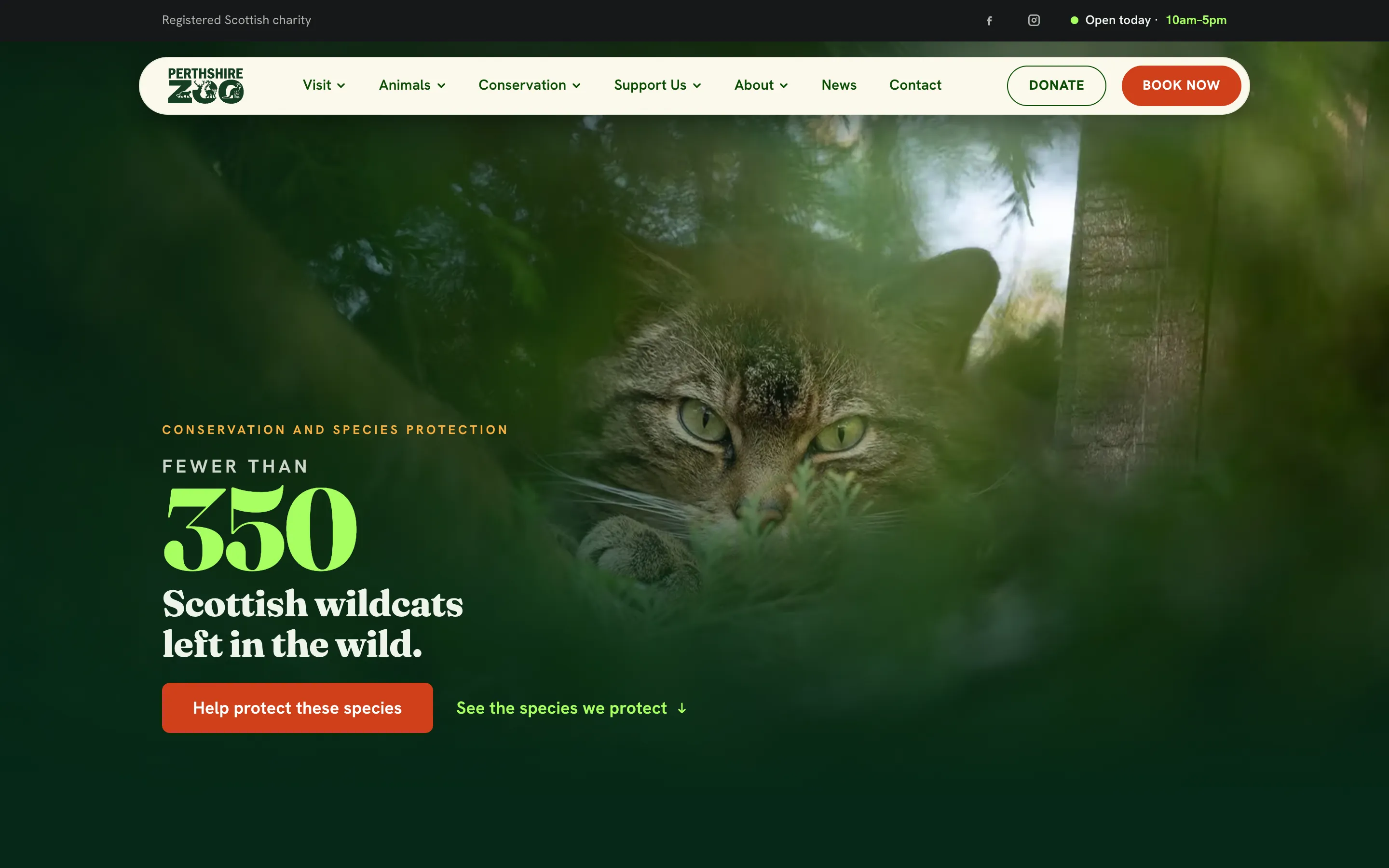 Perthshire Zoo’s website: Conservation, with fewer than 350 Scottish wildcats left in the wild and a Help protect these species button.